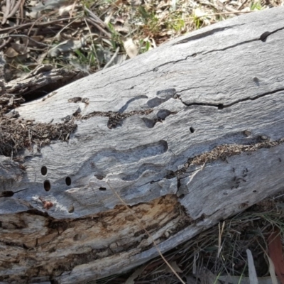 Papyrius nitidus (Shining Coconut Ant) at Isaacs, ACT - 26 Oct 2018 by Mike