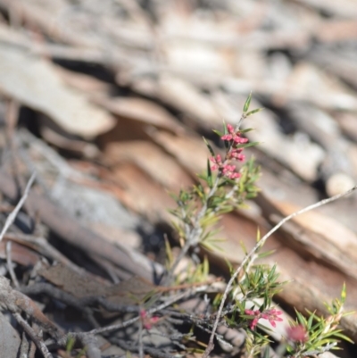 Lissanthe strigosa subsp. subulata (Peach Heath) at QPRC LGA - 30 Sep 2018 by natureguy