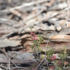 Lissanthe strigosa subsp. subulata at Wamboin, NSW - 30 Sep 2018