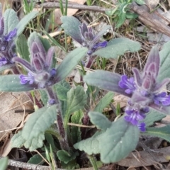 Ajuga australis (Austral Bugle) at Isaacs, ACT - 26 Oct 2018 by Mike