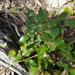 Berberis aquifolium at Isaacs Ridge - 26 Oct 2018 04:41 PM