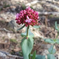 Centranthus ruber (Red Valerian, Kiss-me-quick, Jupiter's Beard) at Isaacs, ACT - 26 Oct 2018 by Mike