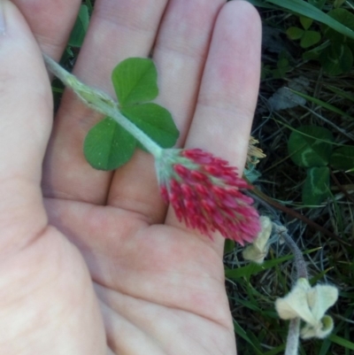 Trifolium incarnatum (Crimson Clover) at Coombs, ACT - 23 Oct 2018 by ArcherCallaway