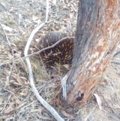 Tachyglossus aculeatus (Short-beaked Echidna) at Piney Ridge - 16 Oct 2018 by ArcherCallaway