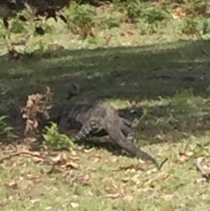 Varanus varius at Cuttagee, NSW - suppressed