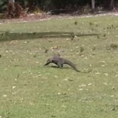 Varanus varius at Cuttagee, NSW - suppressed