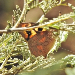 Argynnina cyrila at Tharwa, ACT - 26 Oct 2018