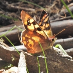 Argynnina cyrila at Tharwa, ACT - 26 Oct 2018