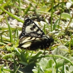 Agaristodes feisthamelii (A day flying noctuid moth) at Namadgi National Park - 25 Oct 2018 by JohnBundock