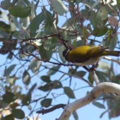 Melithreptus lunatus (White-naped Honeyeater) at Mount Ainslie - 25 Oct 2018 by WalterEgo