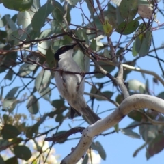 Melithreptus lunatus at Campbell, ACT - 26 Oct 2018 08:37 AM