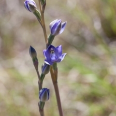 Thelymitra pauciflora (Slender Sun Orchid) at Murrumbateman, NSW - 26 Oct 2018 by SallyandPeter