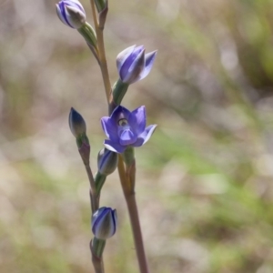 Thelymitra pauciflora at Murrumbateman, NSW - suppressed