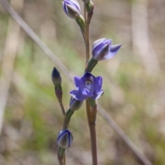 Thelymitra pauciflora at Murrumbateman, NSW - 26 Oct 2018