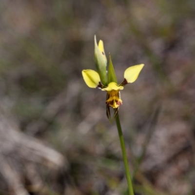 Diuris sulphurea (Tiger Orchid) at Murrumbateman, NSW - 26 Oct 2018 by SallyandPeter