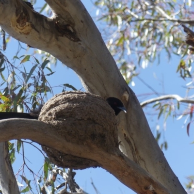 Corcorax melanorhamphos (White-winged Chough) at Hackett, ACT - 26 Oct 2018 by WalterEgo