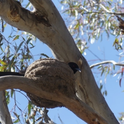 Corcorax melanorhamphos (White-winged Chough) at Hackett, ACT - 25 Oct 2018 by WalterEgo