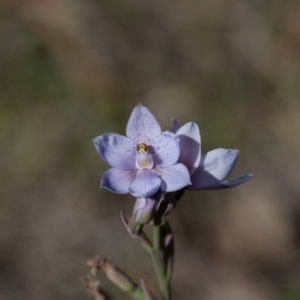 Thelymitra ixioides at Yass River, NSW - suppressed