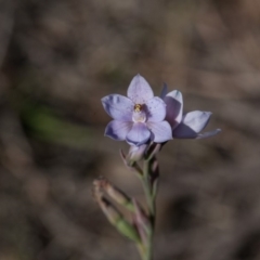 Thelymitra ixioides at Yass River, NSW - suppressed