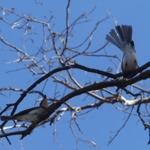 Myiagra cyanoleuca at Majura, ACT - 26 Oct 2018