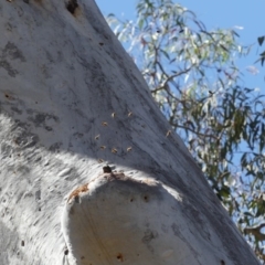 Apis mellifera (European honey bee) at Hackett, ACT - 25 Oct 2018 by WalterEgo