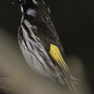 Phylidonyris novaehollandiae (New Holland Honeyeater) at Acton, ACT - 13 Oct 2018 by BIrdsinCanberra