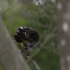 Phylidonyris novaehollandiae at Acton, ACT - 14 Oct 2018