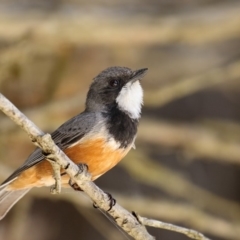 Pachycephala rufiventris (Rufous Whistler) at Mallacoota, VIC - 26 Oct 2018 by Leo