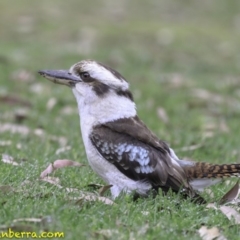 Dacelo novaeguineae (Laughing Kookaburra) at Acton, ACT - 14 Oct 2018 by BIrdsinCanberra