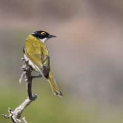 Melithreptus lunatus (White-naped Honeyeater) at Ben Boyd National Park - 26 Oct 2018 by Leo