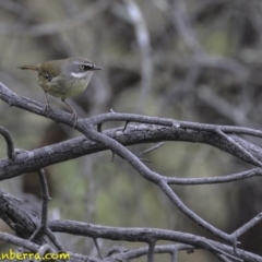 Sericornis frontalis (White-browed Scrubwren) at Acton, ACT - 14 Oct 2018 by BIrdsinCanberra