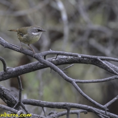 Sericornis frontalis (White-browed Scrubwren) at Acton, ACT - 13 Oct 2018 by BIrdsinCanberra