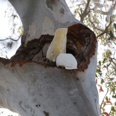 Cacatua galerita (Sulphur-crested Cockatoo) at The Pinnacle - 25 Oct 2018 by AlisonMilton
