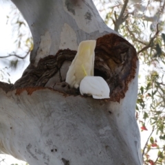 Cacatua galerita (Sulphur-crested Cockatoo) at Hawker, ACT - 25 Oct 2018 by Alison Milton