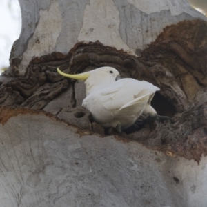 Cacatua galerita at Hawker, ACT - 26 Oct 2018 09:14 AM