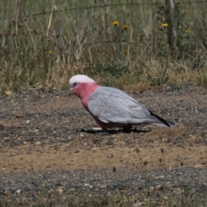 Eolophus roseicapilla at Hawker, ACT - 26 Oct 2018