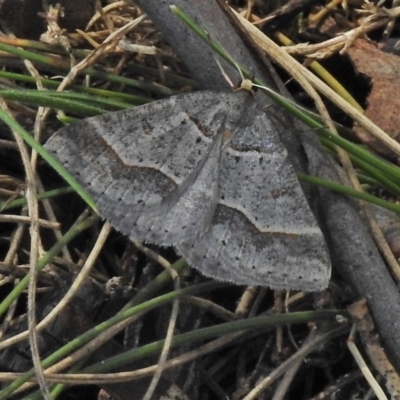 Antasia flavicapitata (Yellow-headed Heath Moth (Oenochrominae)) at Mount Clear, ACT - 26 Oct 2018 by JohnBundock