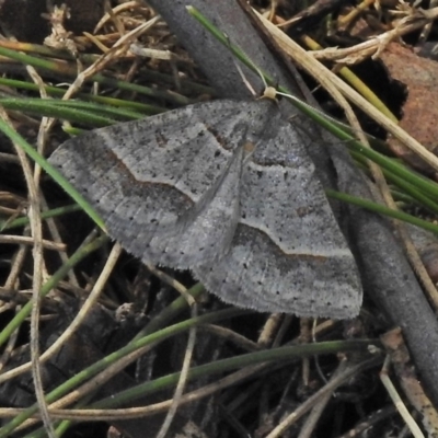 Antasia flavicapitata (Yellow-headed Heath Moth) at Mount Clear, ACT - 26 Oct 2018 by JohnBundock