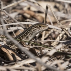 Ctenotus robustus (Robust Striped-skink) at Hawker, ACT - 25 Oct 2018 by AlisonMilton