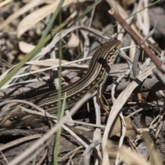 Ctenotus robustus at Hawker, ACT - 26 Oct 2018