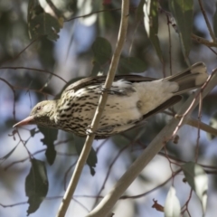 Oriolus sagittatus (Olive-backed Oriole) at Hawker, ACT - 26 Oct 2018 by AlisonMilton