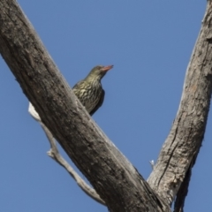 Oriolus sagittatus at Hawker, ACT - 26 Oct 2018