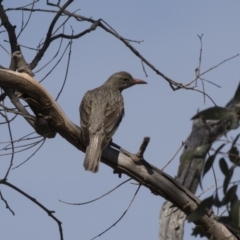 Oriolus sagittatus at Hawker, ACT - 26 Oct 2018 09:49 AM