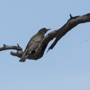 Oriolus sagittatus at Hawker, ACT - 26 Oct 2018 09:49 AM