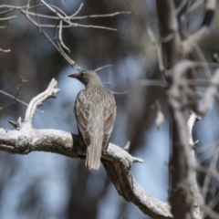 Oriolus sagittatus at Hawker, ACT - 26 Oct 2018 09:49 AM