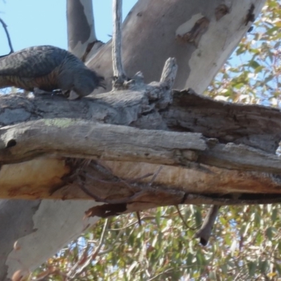 Callocephalon fimbriatum (Gang-gang Cockatoo) at Deakin, ACT - 25 Oct 2018 by RobParnell