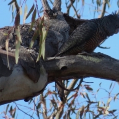 Callocephalon fimbriatum at Deakin, ACT - suppressed