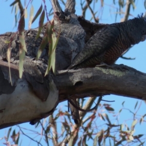 Callocephalon fimbriatum at Deakin, ACT - 26 Oct 2018