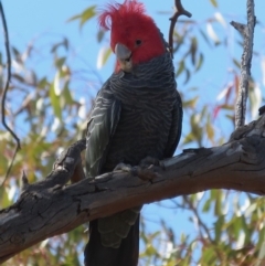 Callocephalon fimbriatum at Deakin, ACT - suppressed