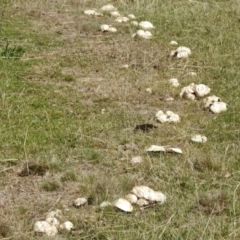 Agaricus sp. (Agaricus) at Mount Clear, ACT - 26 Oct 2018 by JohnBundock